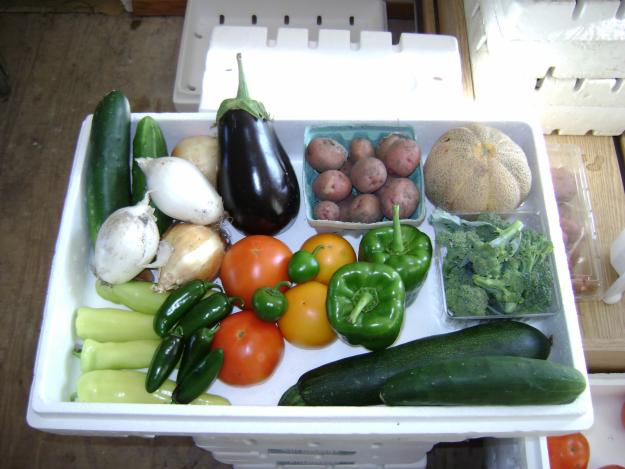 Enjoy summer days on the farm with a CSA SHARE!!!